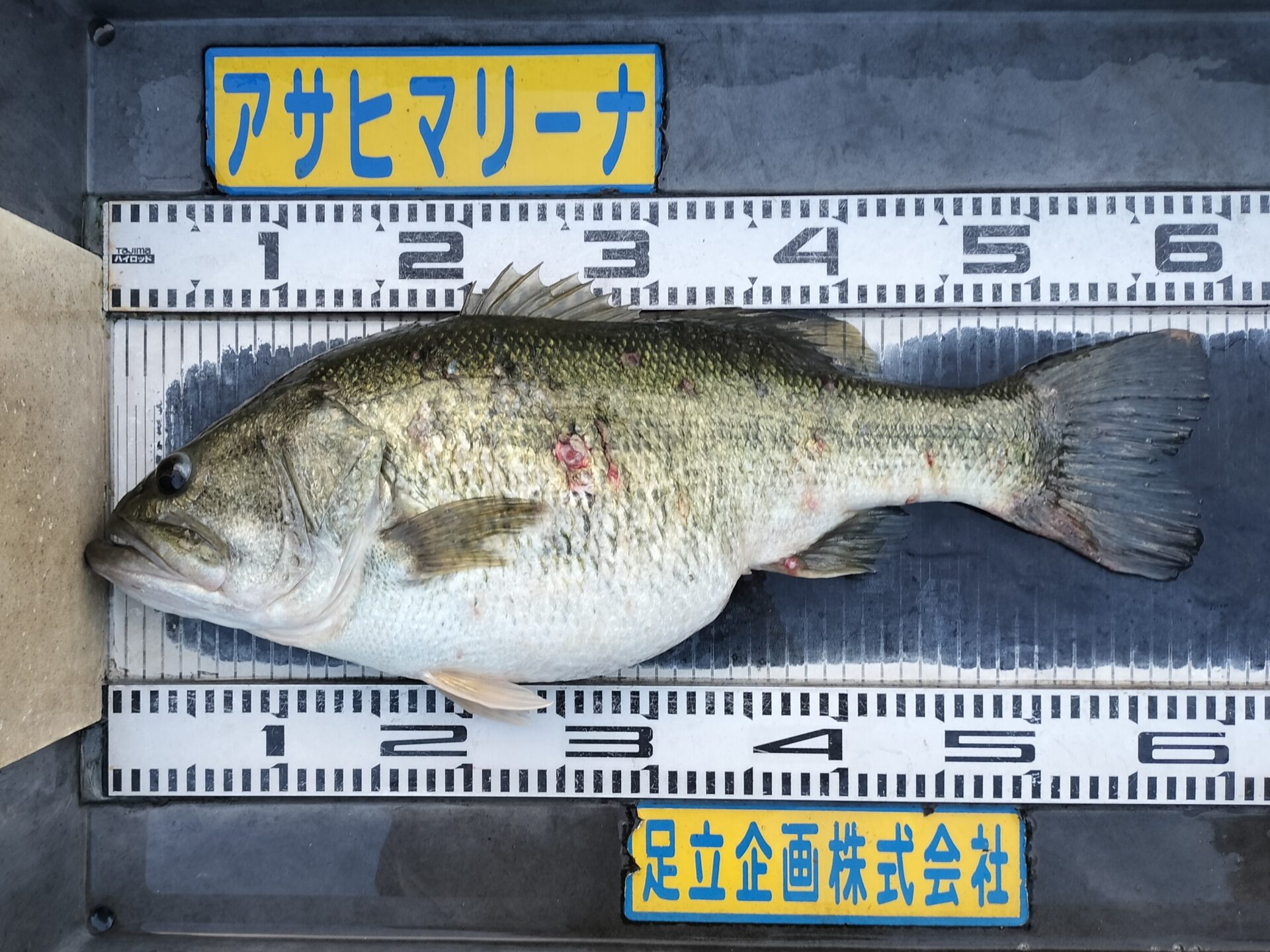 「ポケットおおつ」参加店舗画像